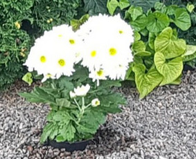 Prižiūriu kapus laistau, sodinu gėles, raviu ir t. - Kapų apželdinimas - 4 Kapų apželdinimas - Prižiūriu kapus laistau, sodinu gėles, raviu ir t. - 4