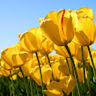 Brone Kuktiene Brone Kuktiene