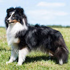 Alfredas Maldzius Alfredas Maldzius