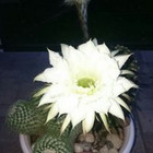 Jūratė Burinskienė