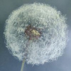 Zivile Staskauskiene