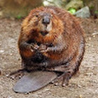 Paulius Babravicius