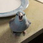 Owl Ch