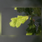 Ugdymosi erdve Azuolynas