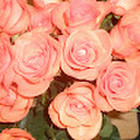 Diana Pink Diana Pink