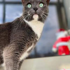 Algisriklis Alplytel