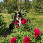 Regina Stončiuvienė