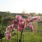 Jūratė Čipienė Jūratė Čipienė
