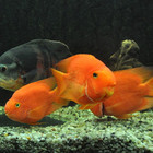 Akvariumų priežiūra