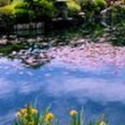 Aušra Švėgždienė