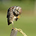 Ina Lužkienė Ina Lužkienė