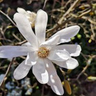 Alvija Salaseviciene