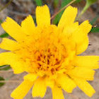 Vile Urboniene