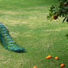 Rasa Būdienė - Vitkauskaitė