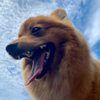 Gyvunu kirpykla Centre