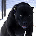 Piktbulis Dobermanas