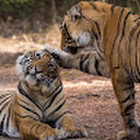 Raminta Trakimavičiūtė