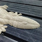 Martynas Karmonas Martynas Karmonas