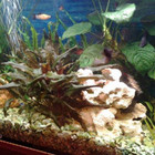 Angelė Markėnienė