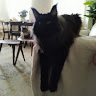 Catto Catto