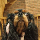 Skausmopliucha skausmopliucha Skausmopliucha skausmopliucha