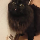 Asta Mikalajūnienė