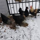 Albina Tarnauskienė