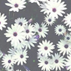 Gintarė Mogulevičiūtė