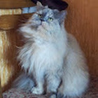 GYTĖ