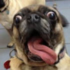 Domantas Bieliauskas