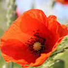 Gintarė Davainienė