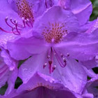 Rasa Jurkuveniene Rasa Jurkuveniene