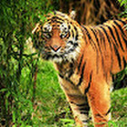 Paovilas Kviecinskas