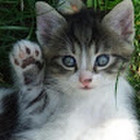 Deimantė Kiršinaitė