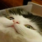 chowfu