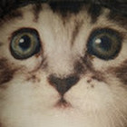 happy cat sans