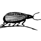 Kęstutis Stonkus