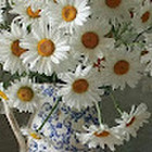 Zita
