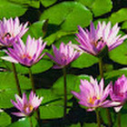 Paulina Kaireviciute