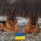 Laima