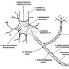 Neuronas ir fascija