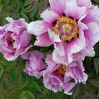 Violeta Pečiulaitytė Bužinauskienė