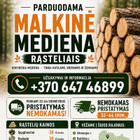 Kajus Tamašauskas