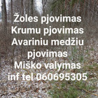 Vidmantas Albavicius