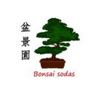 Bonsai medeliai Kęstutis Bonsai medeliai Kęstutis