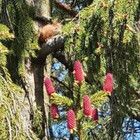 Šarūnė Kairaitienė