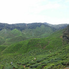 Ruta Mileniene