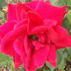 Renata snieguole