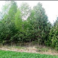 Stanislava Apleistų sklypų tvarkymas. Perkame sklypus