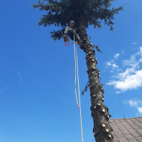 Kestutis Gerulis Aukštalipiai,medžių pjovimas,kelmų naikinimas.